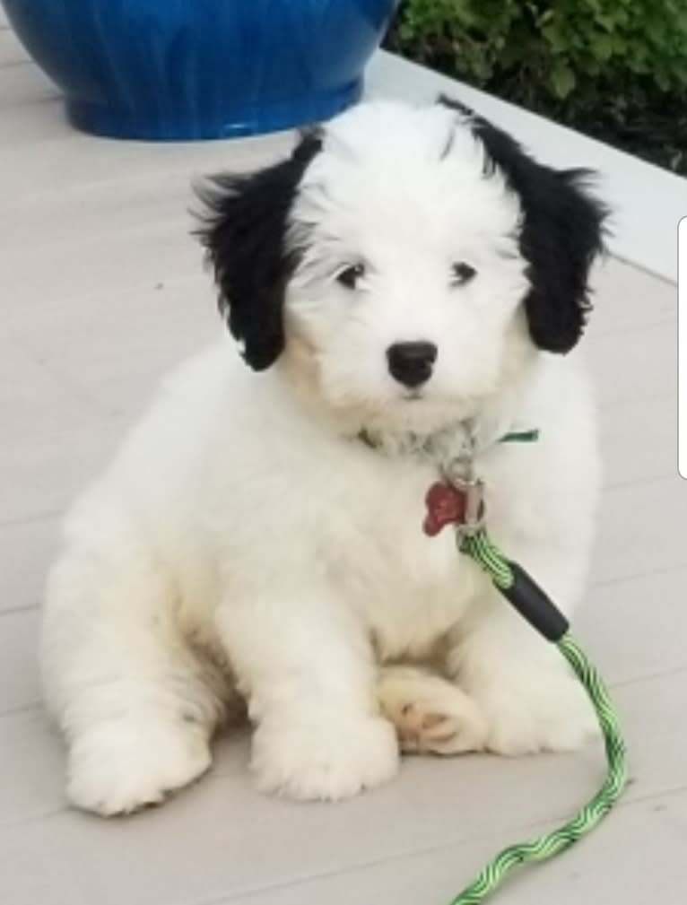 Bear, a Bernedoodle tested with EmbarkVet.com