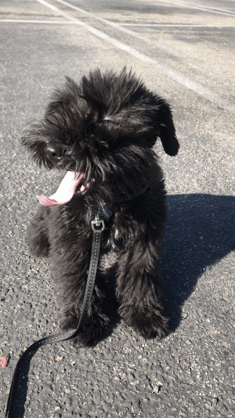 COLE, a Miniature Schnauzer tested with EmbarkVet.com