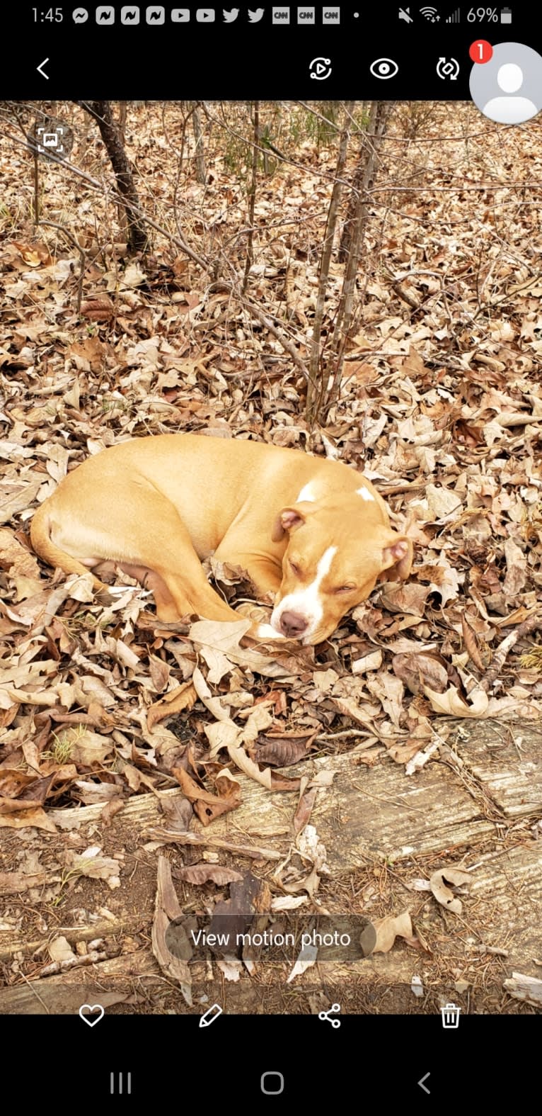 Tater, an American Pit Bull Terrier tested with EmbarkVet.com