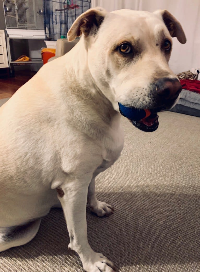 Hank, an American Pit Bull Terrier and Chow Chow mix tested with EmbarkVet.com