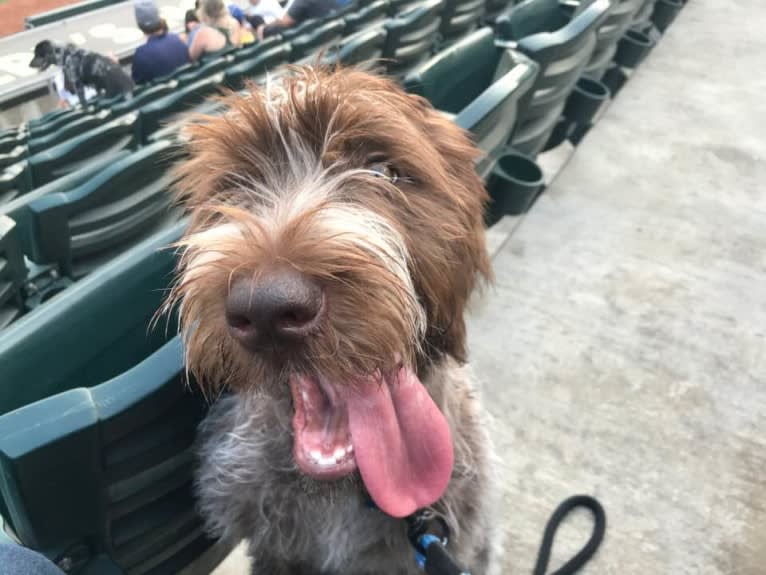 Artemis, a Wirehaired Pointing Griffon tested with EmbarkVet.com