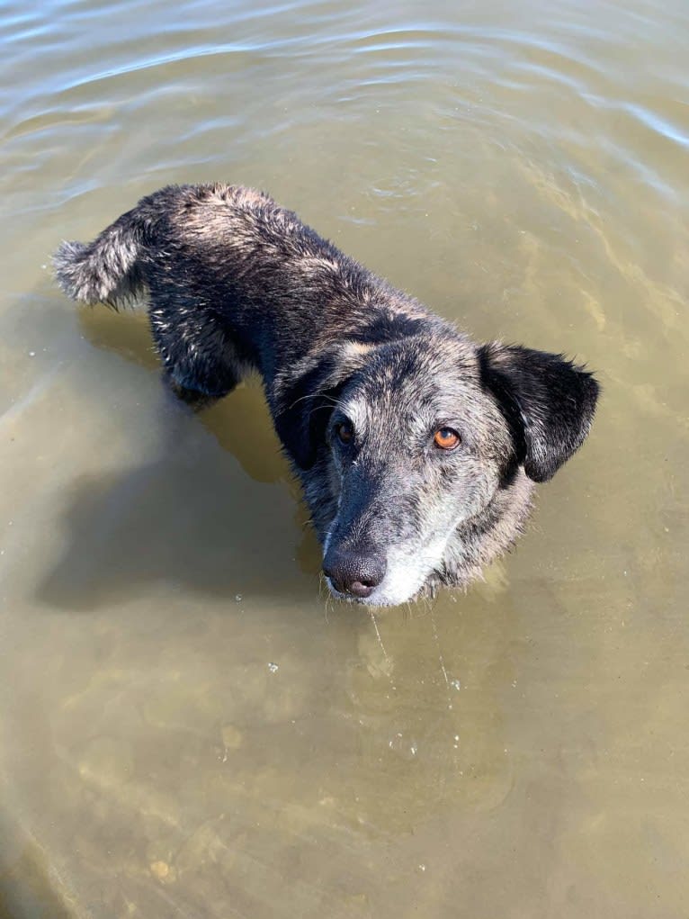 Achille, a German Shepherd Dog and Golden Retriever mix tested with EmbarkVet.com