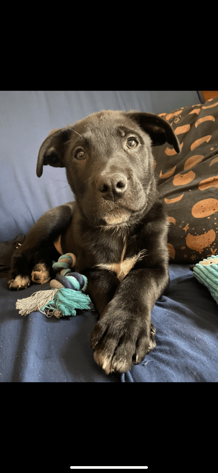 Mooshie, an American Pit Bull Terrier and German Shepherd Dog mix tested with EmbarkVet.com