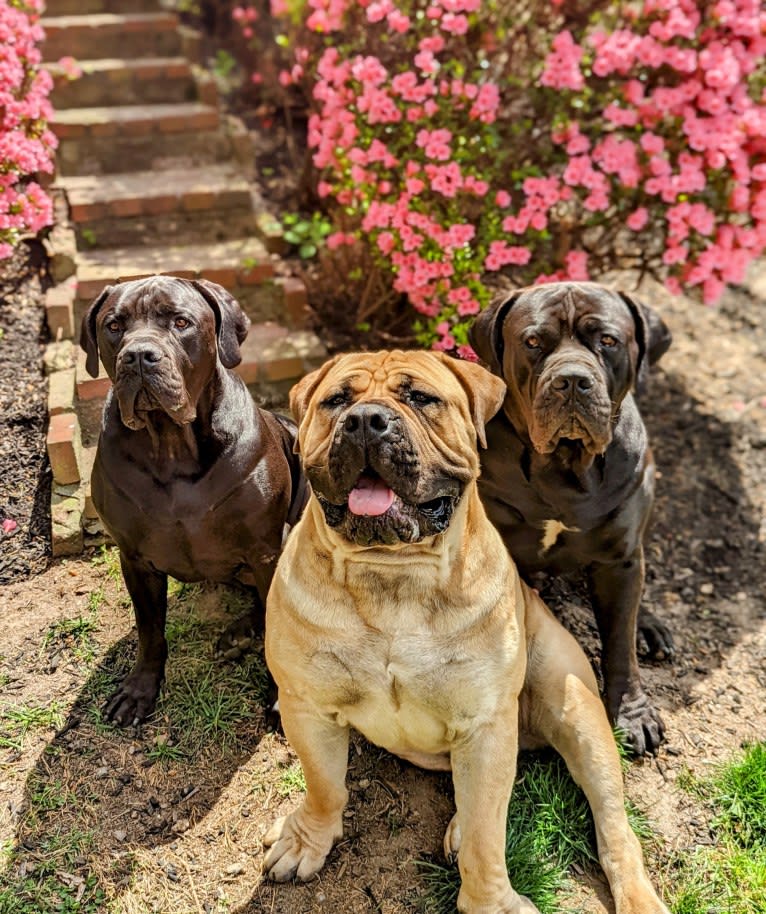 Gobi Boland, a Boerboel tested with EmbarkVet.com