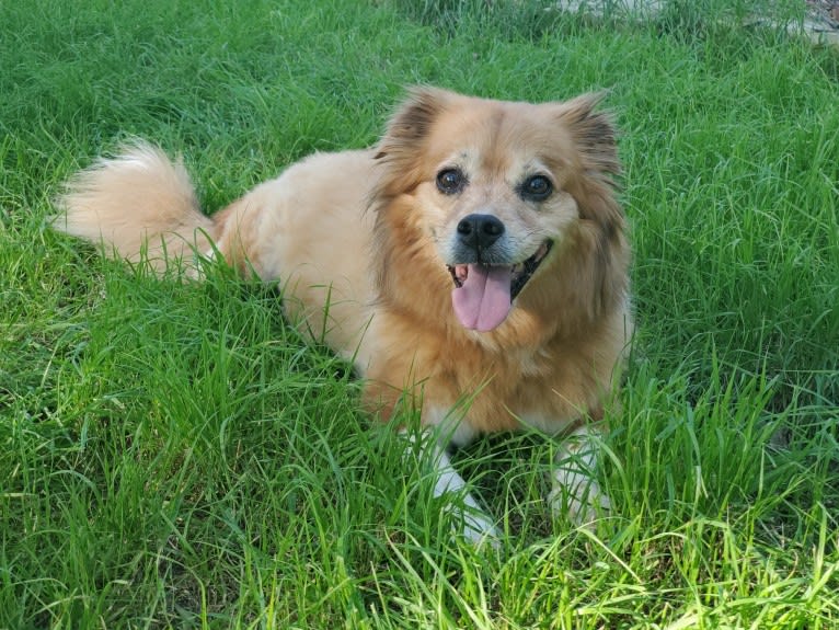 Gizmo, a Pug and Shih Tzu mix tested with EmbarkVet.com