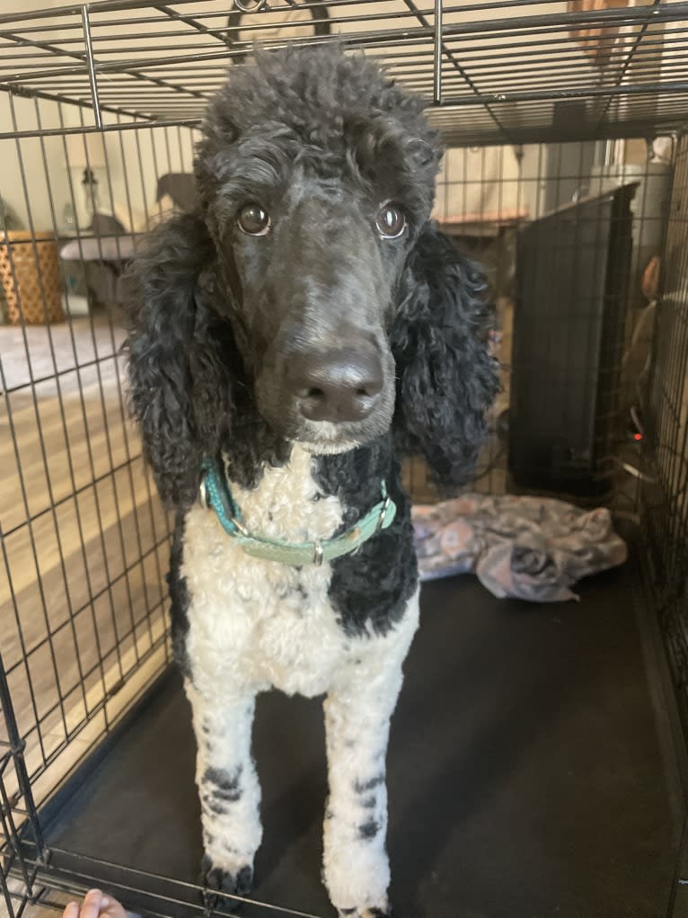 Lettie, a Poodle (Standard) tested with EmbarkVet.com