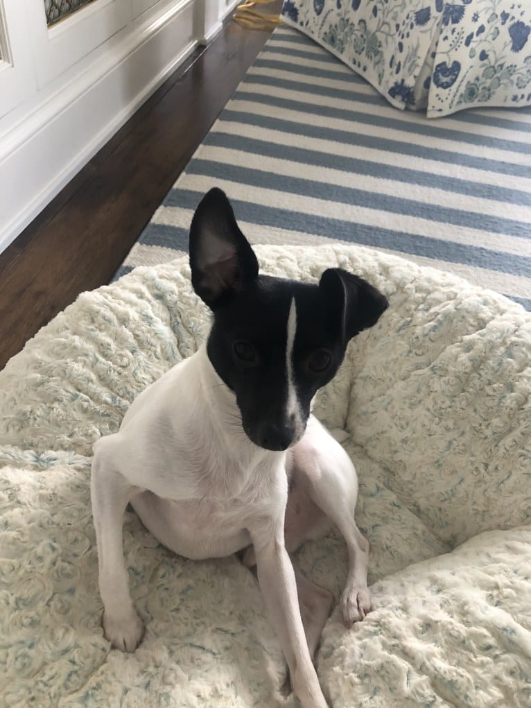 Winston, a Toy Fox Terrier tested with EmbarkVet.com