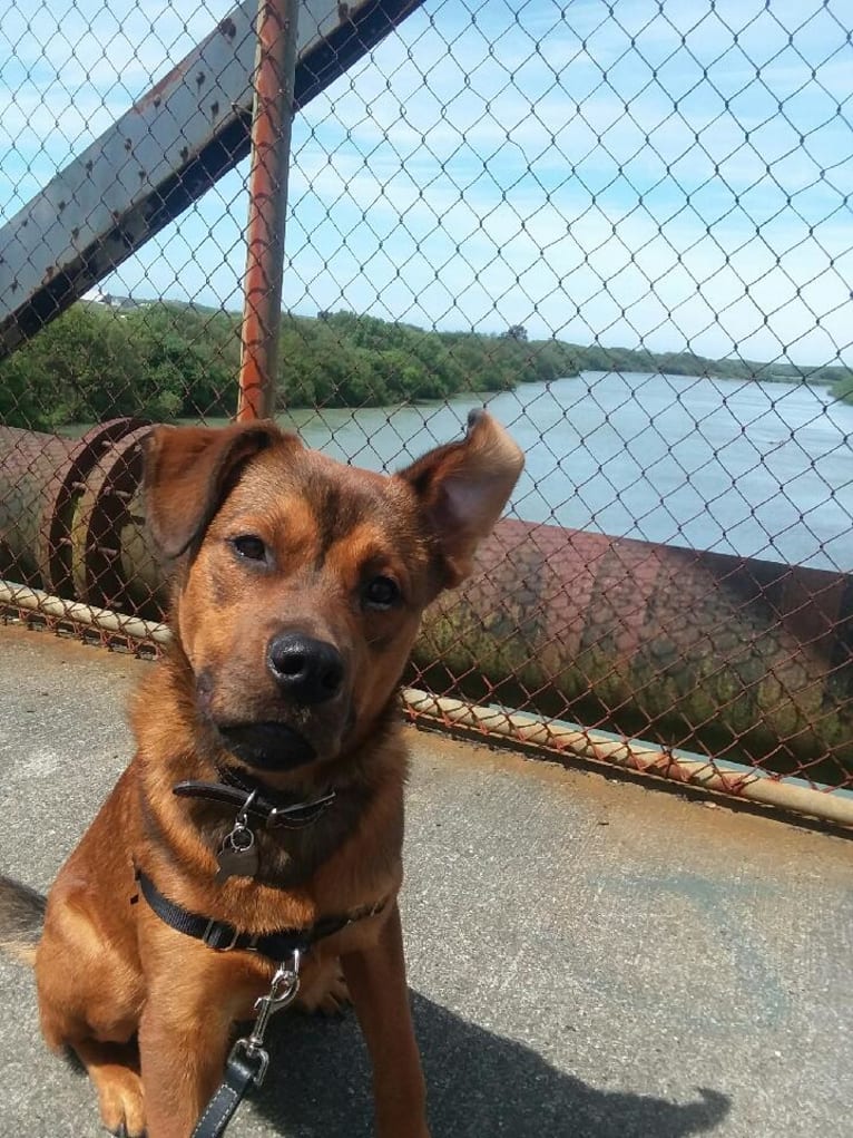 Oso, a Rottweiler and American Pit Bull Terrier mix tested with EmbarkVet.com