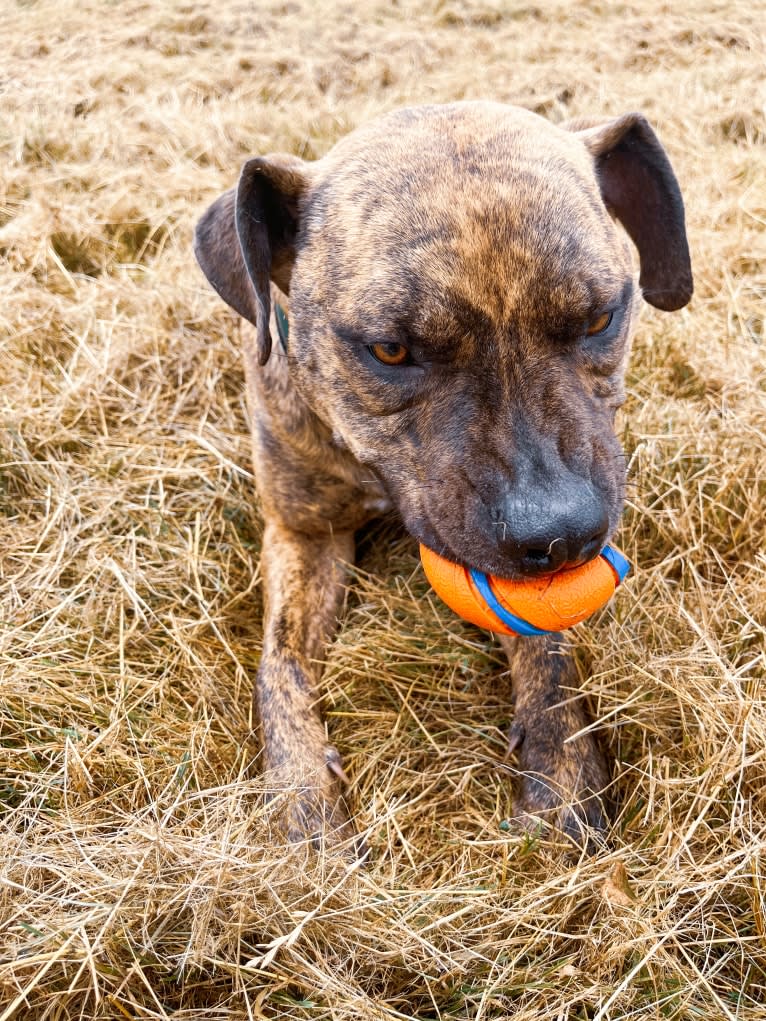 Tiger, an American Pit Bull Terrier tested with EmbarkVet.com