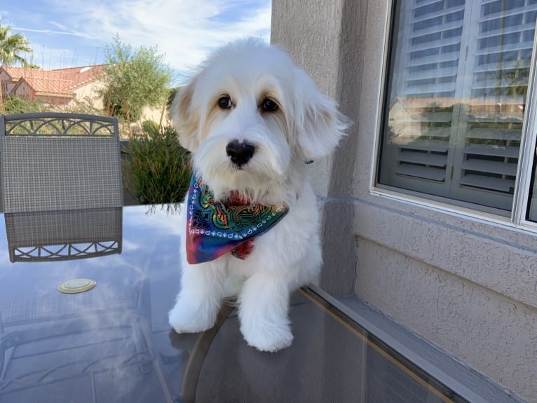 Tucker, a Poodle (Small) and German Shepherd Dog mix tested with EmbarkVet.com