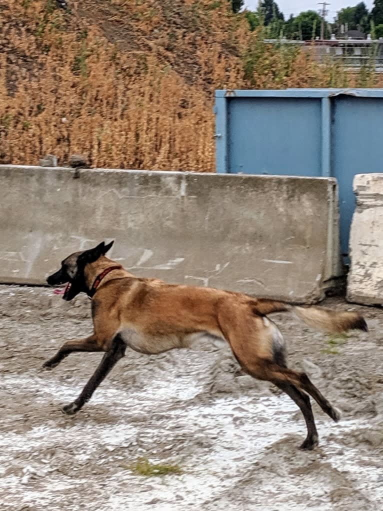 Rook, a Belgian Shepherd tested with EmbarkVet.com
