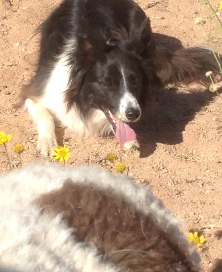 Riley, a Border Collie and German Shepherd Dog mix tested with EmbarkVet.com