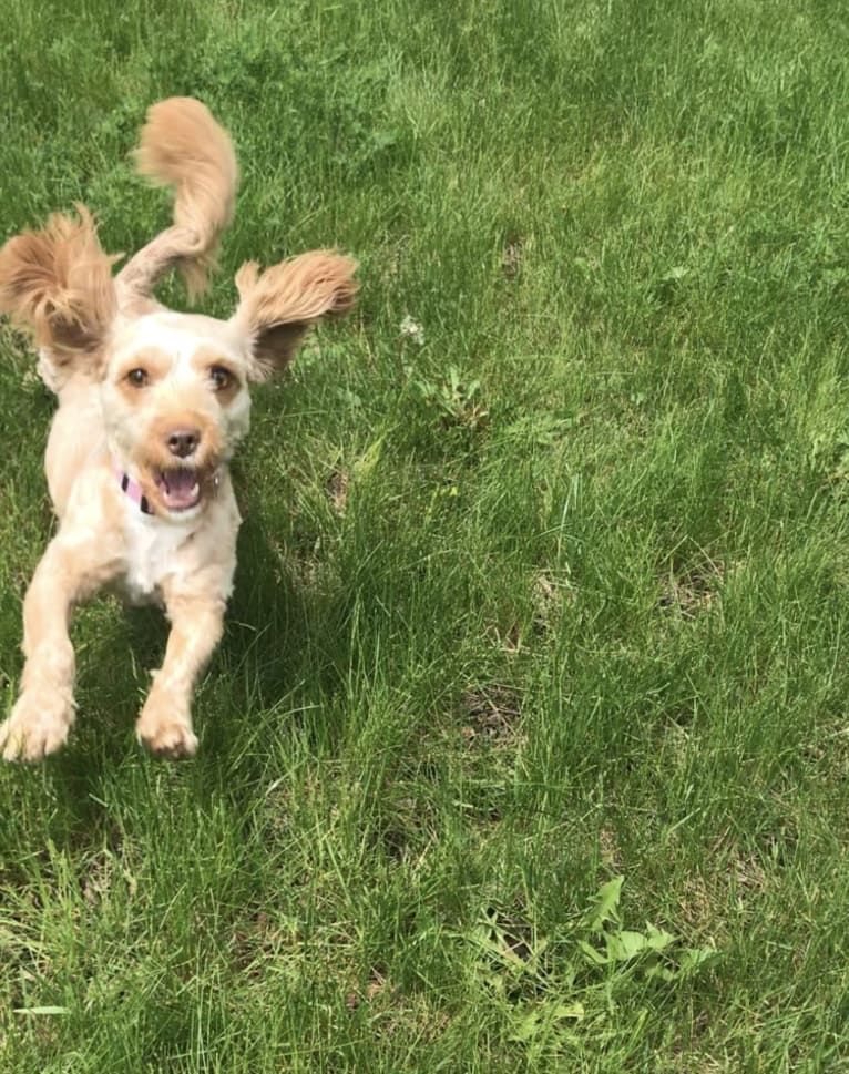 Daisy, a Poodle (Small) and Shih Tzu mix tested with EmbarkVet.com