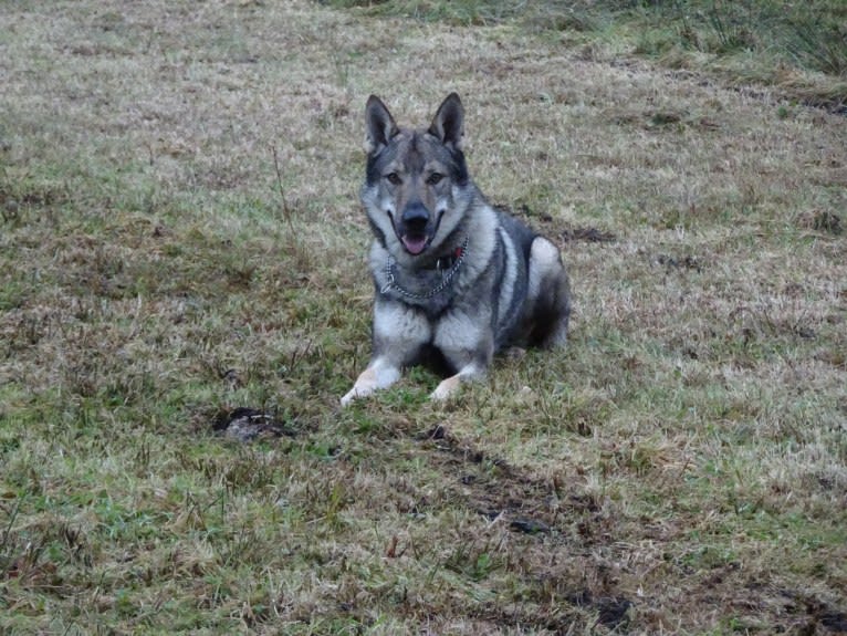 Aegon Fenrir von Isegrims Erben, a Czechoslovakian Vlcak tested with EmbarkVet.com