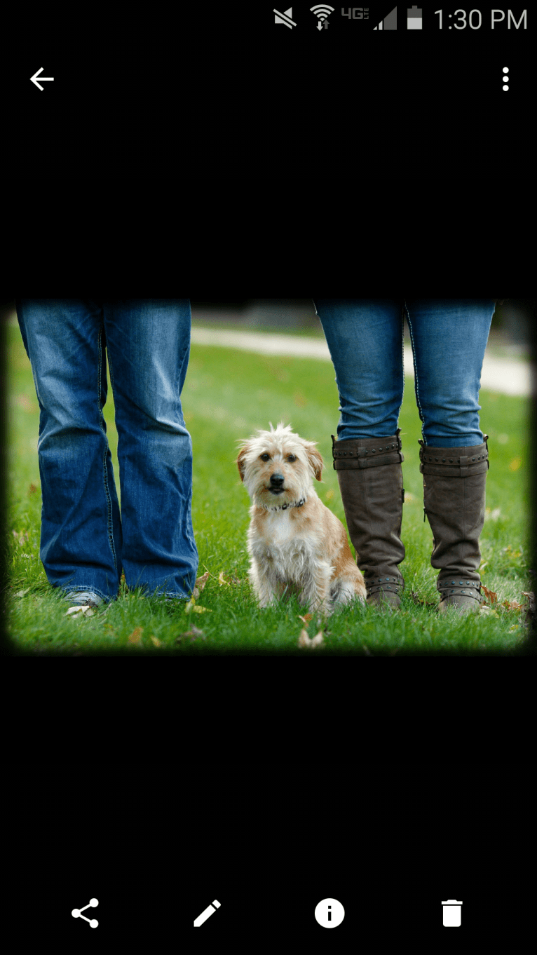 Cali, a Lhasa Apso and Beagle mix tested with EmbarkVet.com