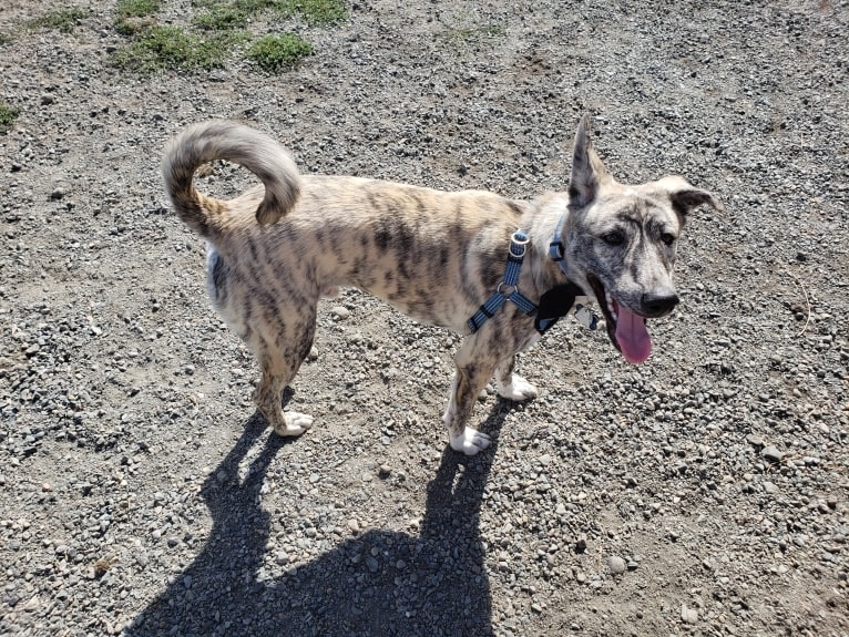 Zohan, an Arabian Village Dog tested with EmbarkVet.com