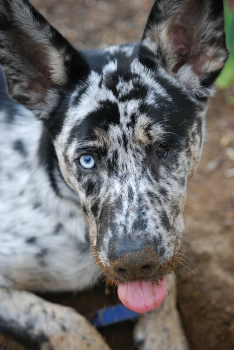 Winkee, a Catahoula Leopard Dog and Siberian Husky mix tested with EmbarkVet.com