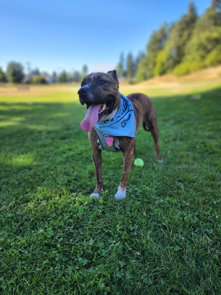 Rosco, an American Pit Bull Terrier tested with EmbarkVet.com