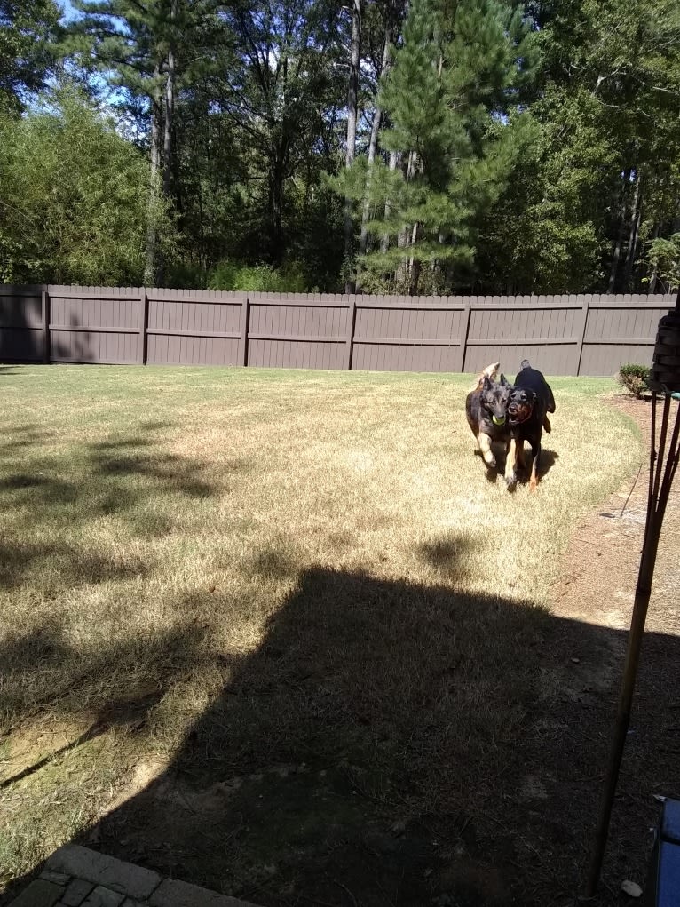 Uzi, a Doberman Pinscher tested with EmbarkVet.com