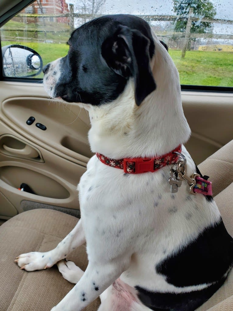 Maggie, an American Pit Bull Terrier and Boxer mix tested with EmbarkVet.com