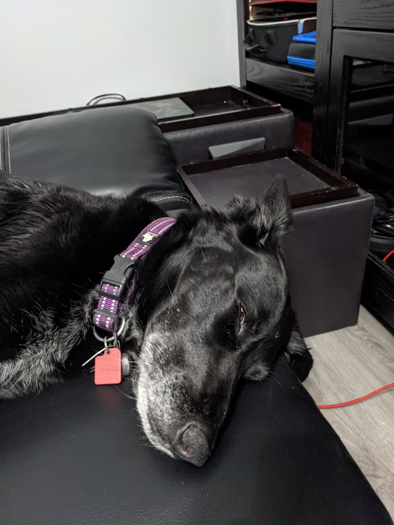 Skye, a Golden Retriever and Australian Cattle Dog mix tested with EmbarkVet.com
