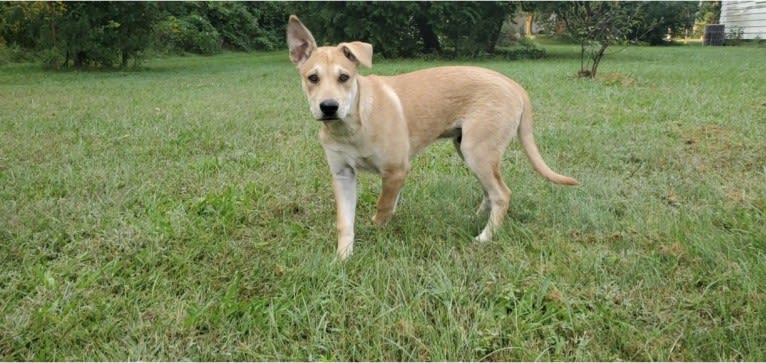 Bones, a Carolina Dog tested with EmbarkVet.com