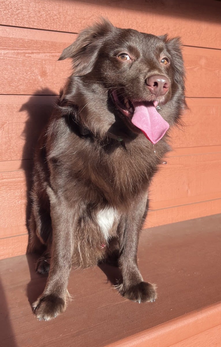 Snickers, an Australian Shepherd tested with EmbarkVet.com