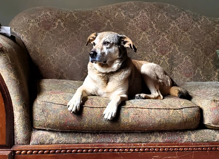 Chase, an American Pit Bull Terrier and Great Pyrenees mix tested with EmbarkVet.com