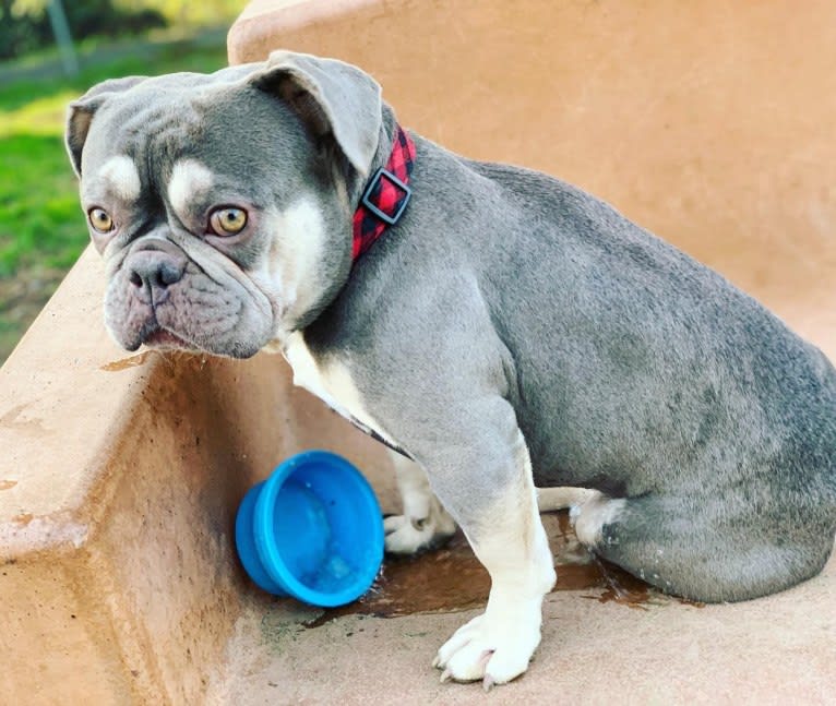 Hank, a French Bulldog tested with EmbarkVet.com