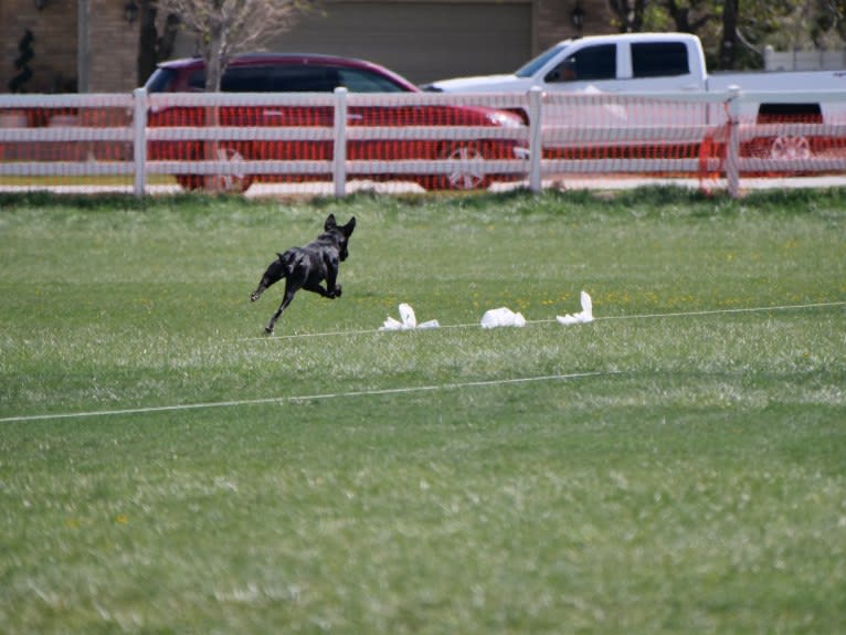 “Merla“ BCC Juniper, an Ibizan Hound and Alaskan Malamute mix tested with EmbarkVet.com