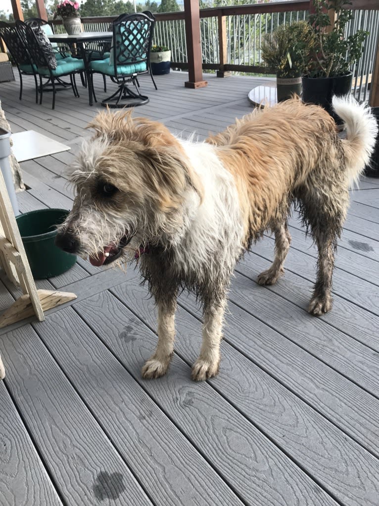 Lacy, a Great Pyrenees and Border Collie mix tested with EmbarkVet.com