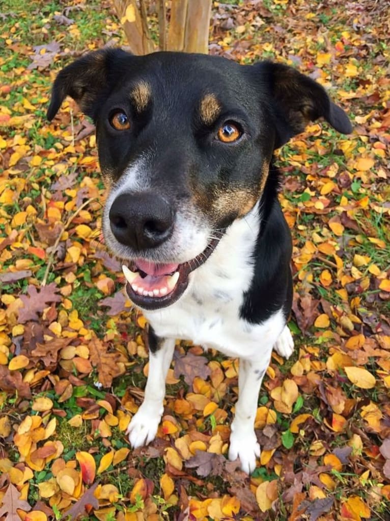 Gypsy, a Siberian Husky and American Pit Bull Terrier mix tested with EmbarkVet.com