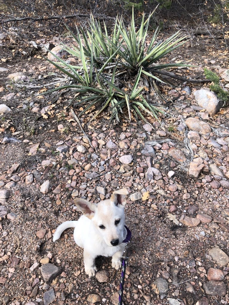 Pearl, an Australian Cattle Dog and Labrador Retriever mix tested with EmbarkVet.com