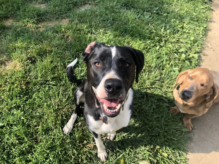 Dutch, an American Pit Bull Terrier and Australian Shepherd mix tested with EmbarkVet.com