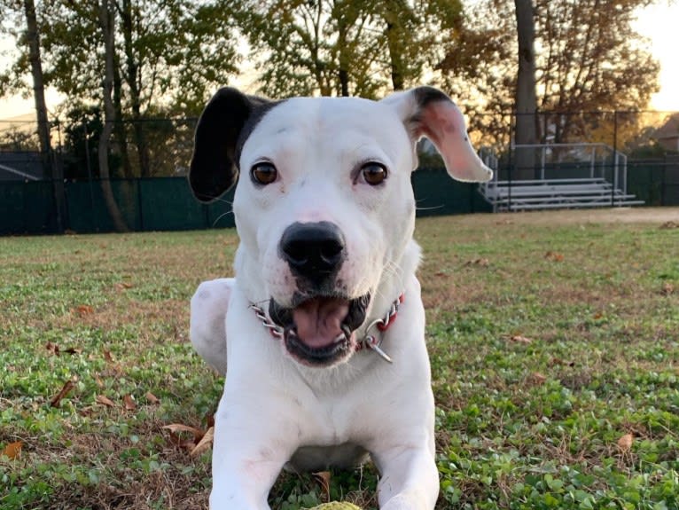 Tyson, a Boxer and American Pit Bull Terrier mix tested with EmbarkVet.com