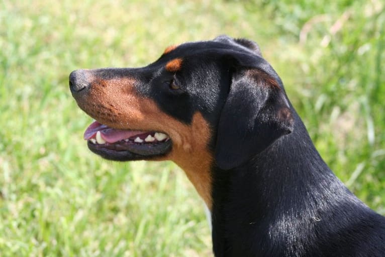 Jinx, a Doberman Pinscher and English Springer Spaniel mix tested with EmbarkVet.com