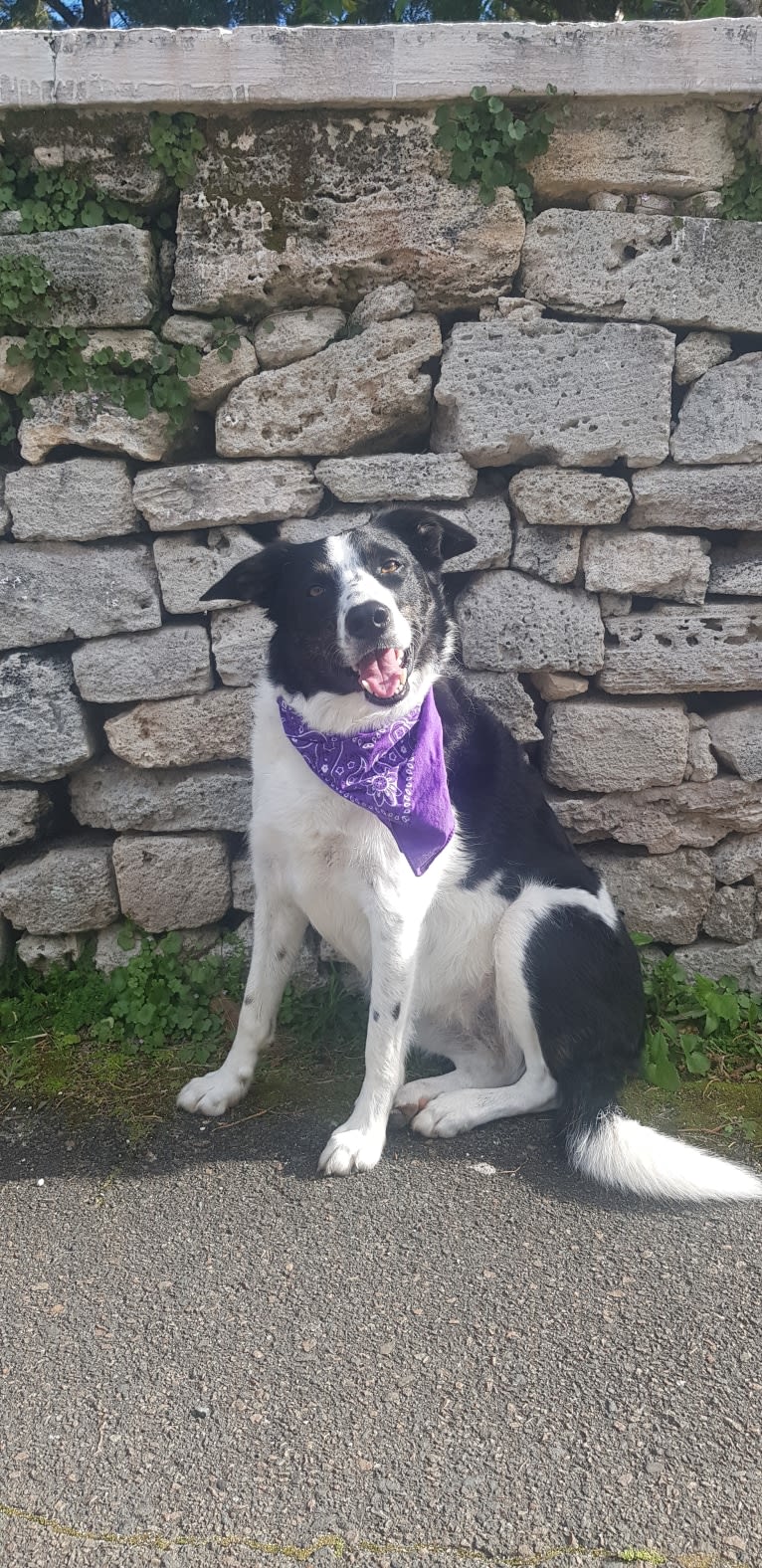 Gypsy, a Border Collie tested with EmbarkVet.com