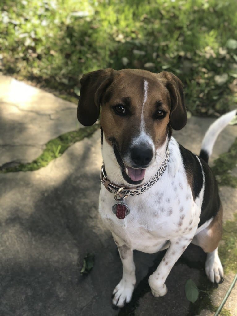 Olive, a Coonhound and Siberian Husky mix tested with EmbarkVet.com
