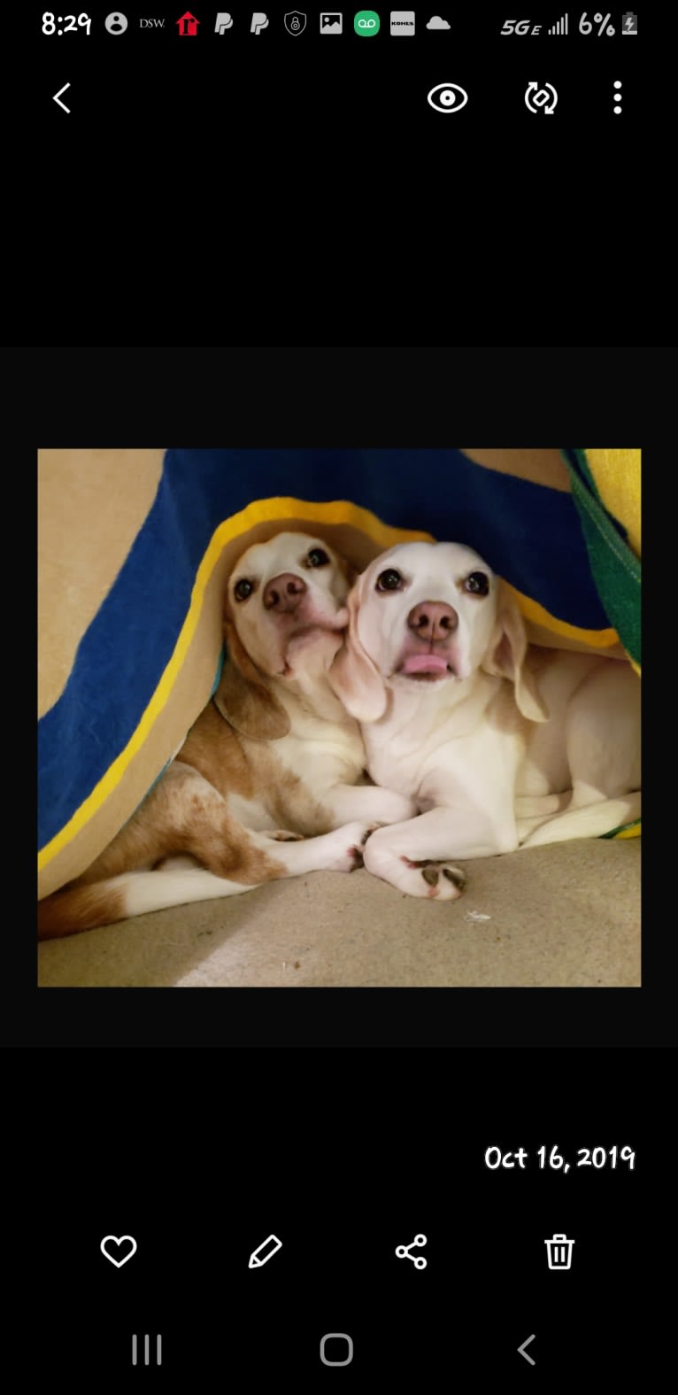 Sweety, a Beagle (5.5% unresolved) tested with EmbarkVet.com