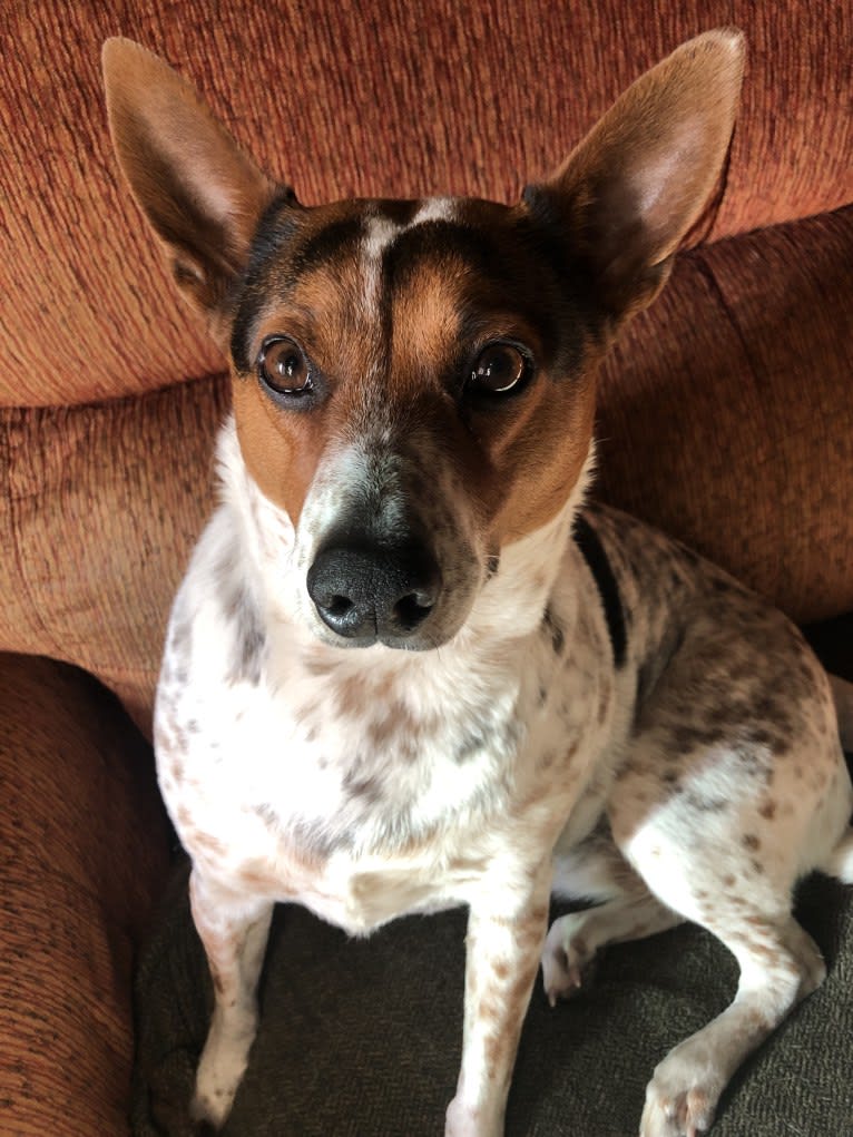 Sadie, an Australian Cattle Dog and Border Collie mix tested with EmbarkVet.com