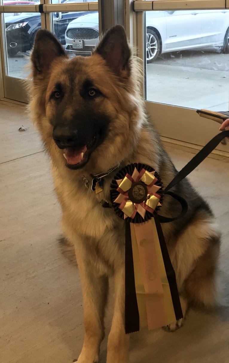 Johnny Cash, a Shiloh Shepherd tested with EmbarkVet.com