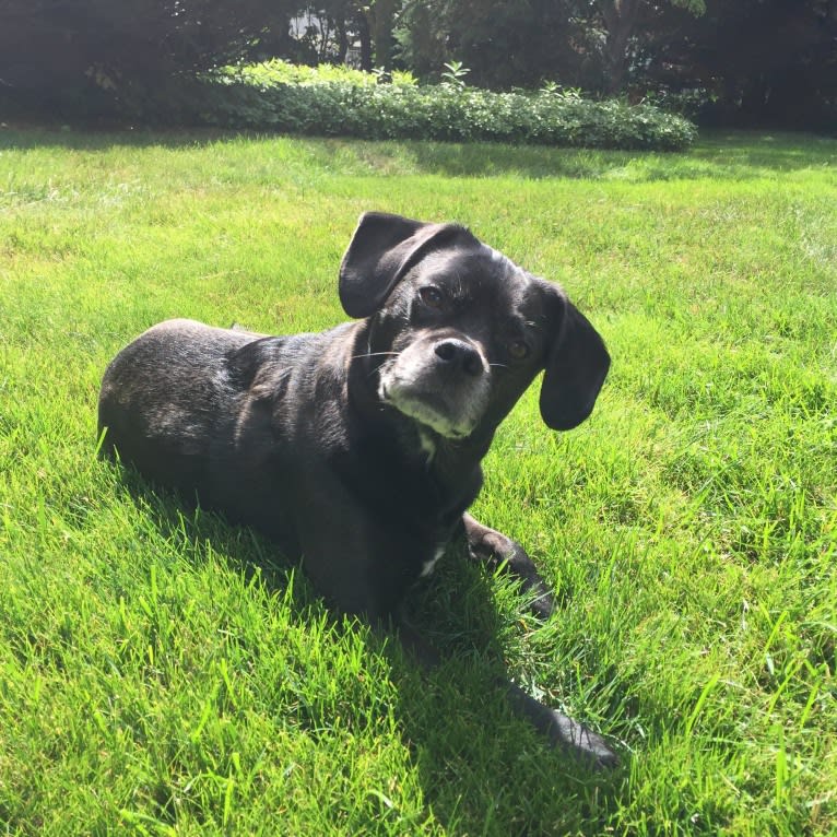 Apollo, a Puggle tested with EmbarkVet.com