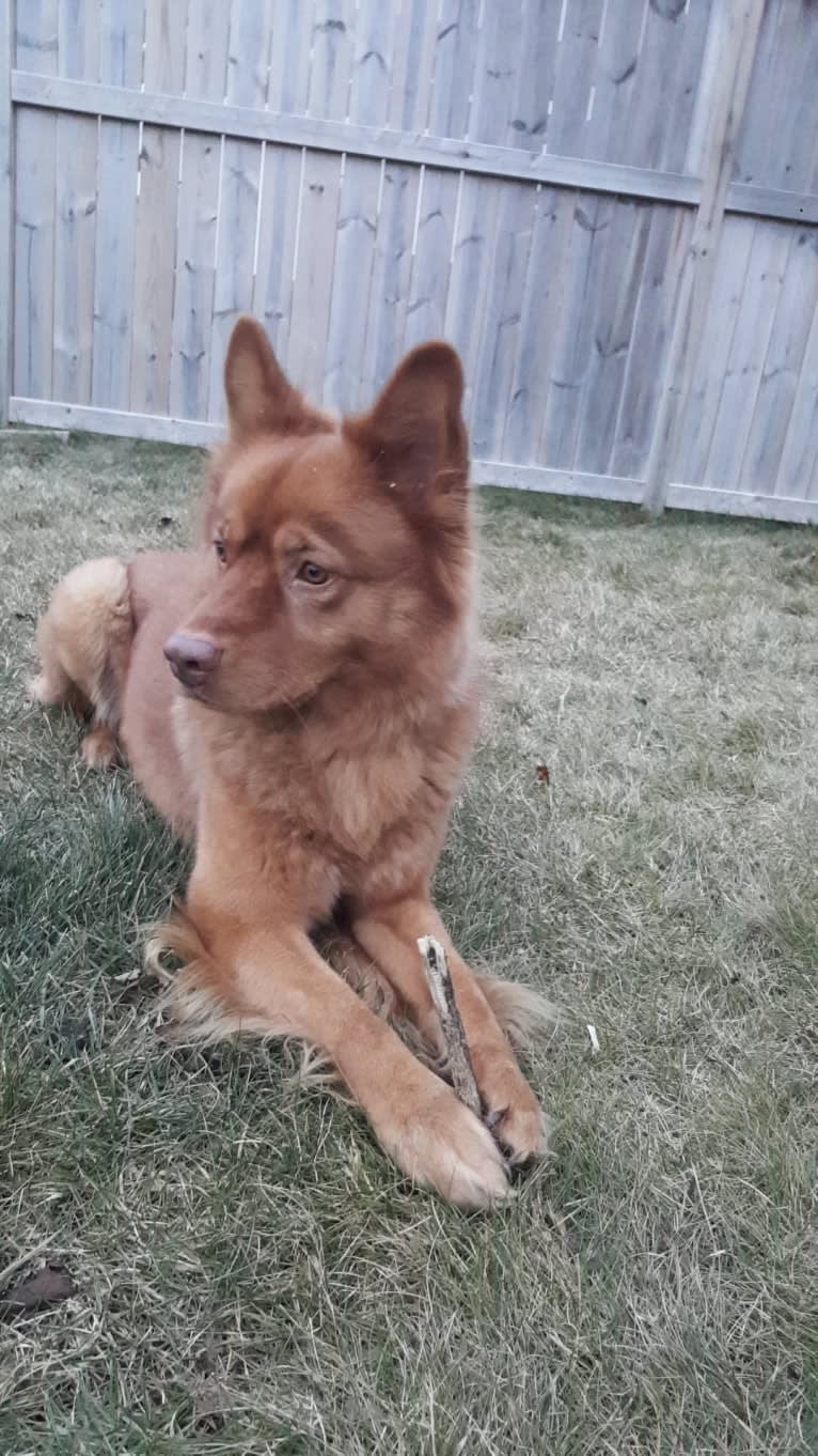 PHOENIX, a Chow Chow and Australian Shepherd mix tested with EmbarkVet.com