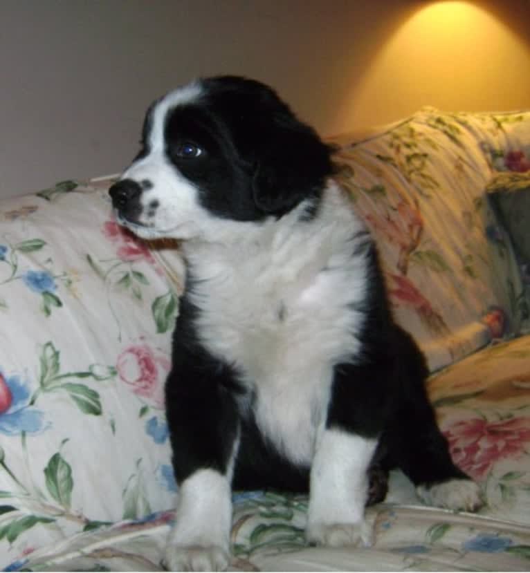 Apollo, a Border Collie and Australian Shepherd mix tested with EmbarkVet.com