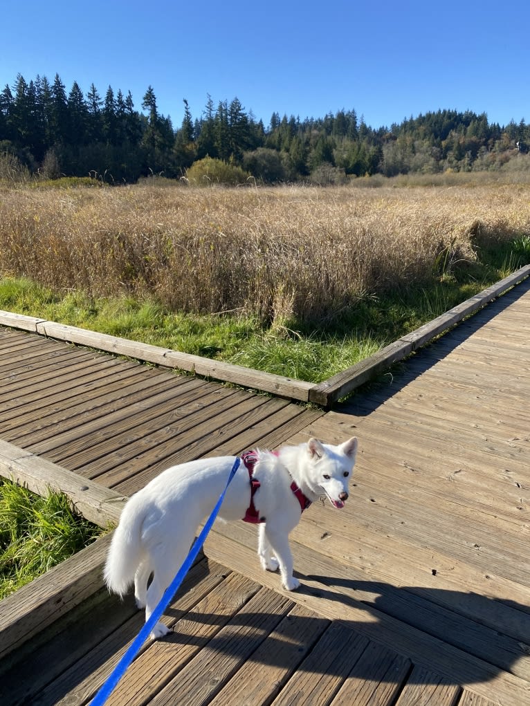 Pearl, a Japanese or Korean Village Dog and Jindo mix tested with EmbarkVet.com