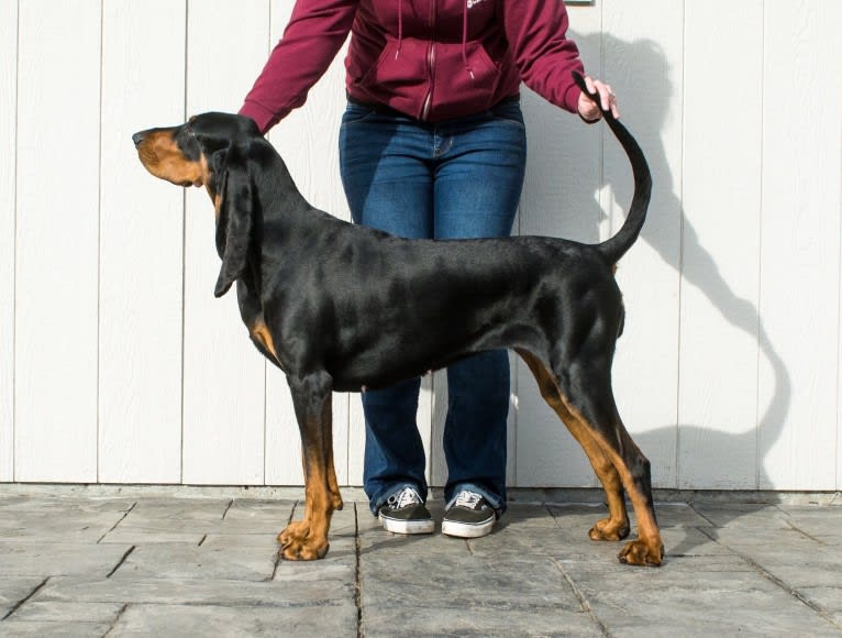 Lou, a Black and Tan Coonhound tested with EmbarkVet.com