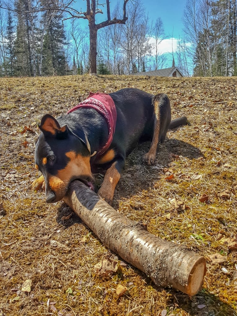 Hati, a Doberman Pinscher and German Shepherd Dog mix tested with EmbarkVet.com