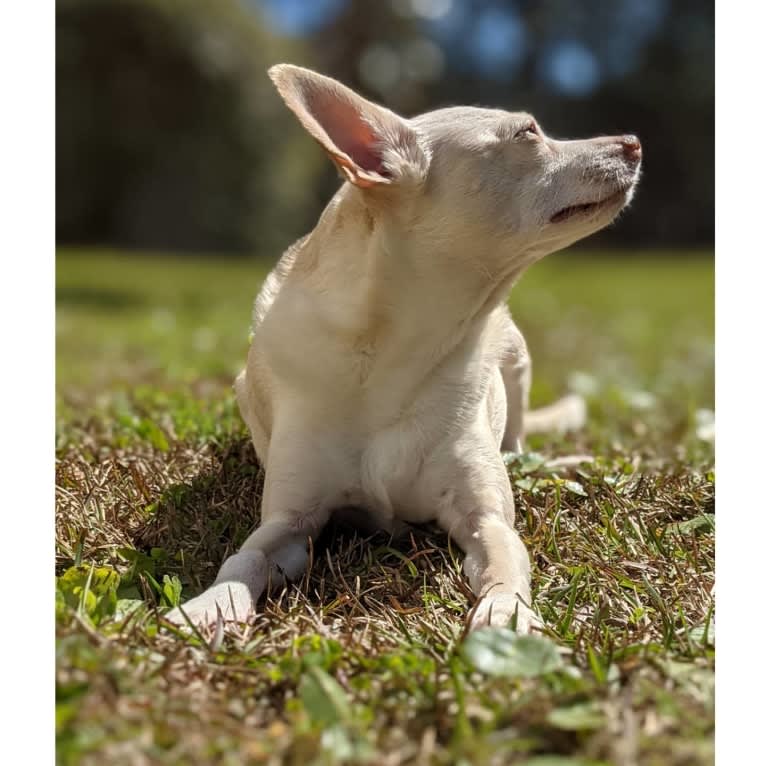 Duck, a Chihuahua and Rat Terrier mix tested with EmbarkVet.com