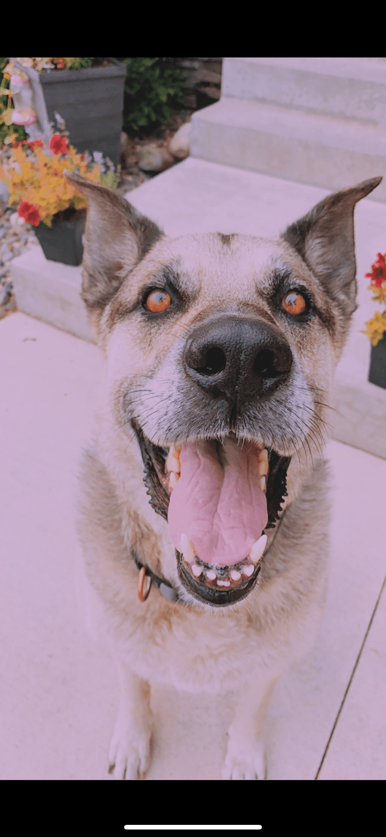 Tiko, a German Shepherd Dog and Perro de Presa Canario mix tested with EmbarkVet.com