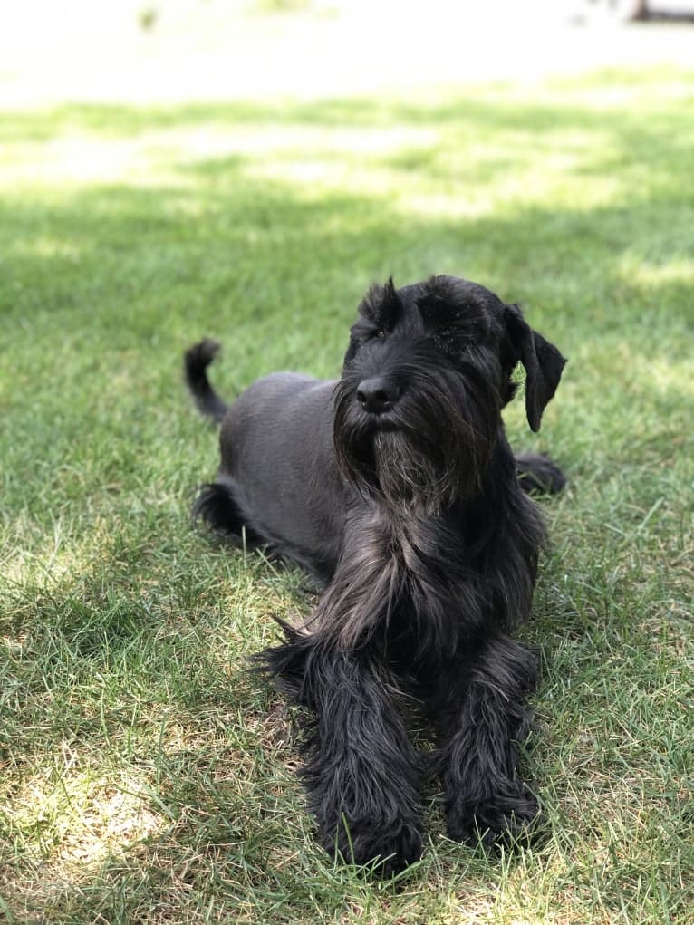 Monty, a Standard Schnauzer tested with EmbarkVet.com